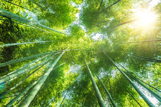 bamboo forest beautiful green natural background