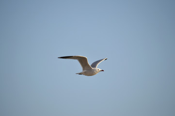 Fototapeta na wymiar Close-up of a Beautiful Seagull, Nature, Seascape, Sicily, Italy, Europe