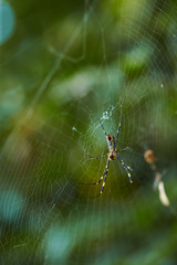 Obraz premium spider on web