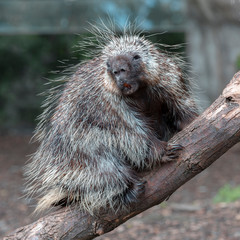 North American Porcupine