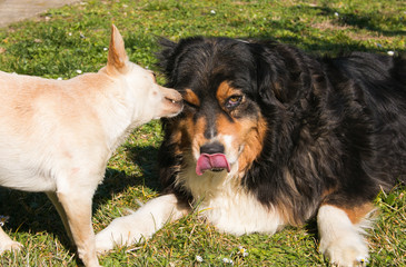 Ritratto di due cani che si leccano © Buffy1982