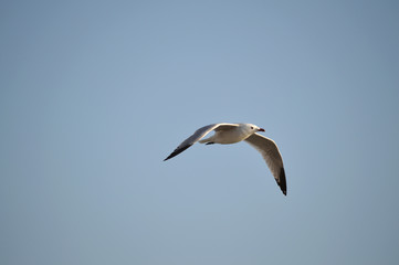 Fototapeta na wymiar Close-up of a Beautiful Seagull, Nature, Seascape, Sicily, Italy, Europe