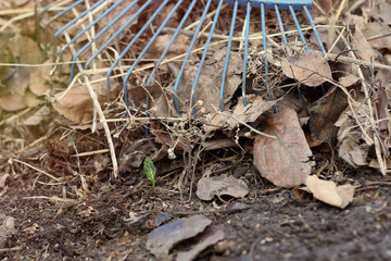 in the spring, under the last year's yellow leaves, a grass sprout made its way by raking