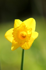 Jonquille narcisse