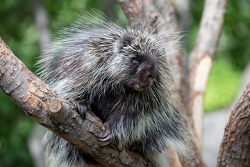 North American Porcupine
