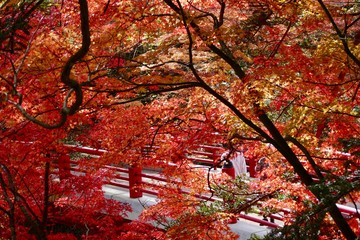 《中野もみじ山》青森県黒石市