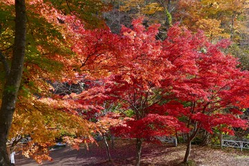 《中野もみじ山》青森県黒石市