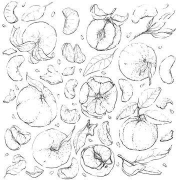 Sketch fruits drawn with ink. Collection of highly detailed hand drawn mandarins. Decorative retro style collection hand drawn farm product for restaurant menu, market label. Healthy food poster