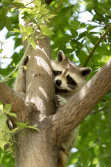 Obraz premium American Raccoon