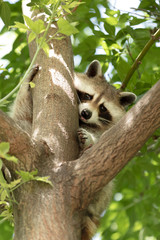 American Raccoon