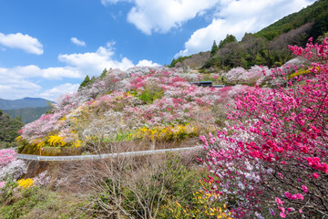 上久喜の花桃
