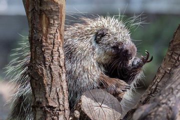 North American Porcupine