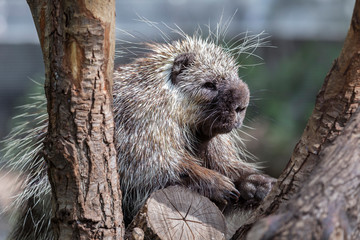 North American Porcupine