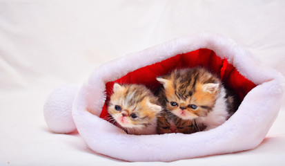 cute persian baby kitten