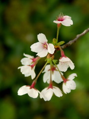 Obraz premium 梢に咲く桜の花