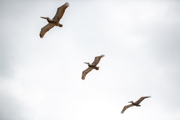 Three birds