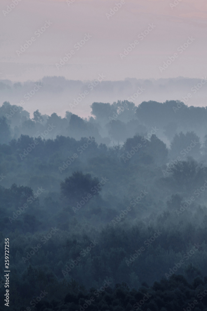 Wall mural mystical view on forest under haze at early morning. eerie mist among layers from tree silhouettes i