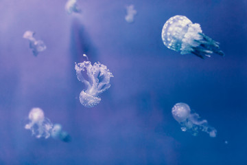 White-spotted jellyfish (Phyllorhiza punctata), also known as the Australian spotted jellyfish, gently floating in the water tank, at the aquarium