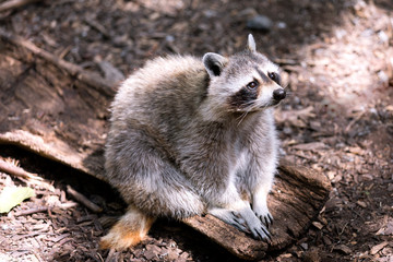 Cute Raccoon