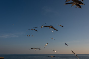seagulls flying in the Mediterranean sea with background of sky and clouds