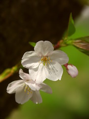 Obraz na płótnie Canvas 木漏れ日の中に咲く桜の花