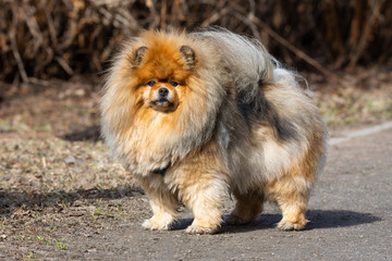 dog pet chow chow