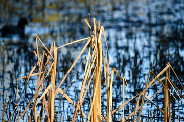 dried rush and reed