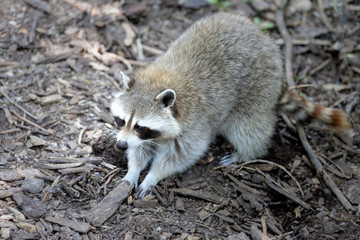 North American Raccoon