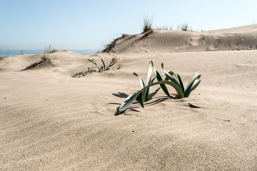 Plants in dune landscape with beach and ocean in the background