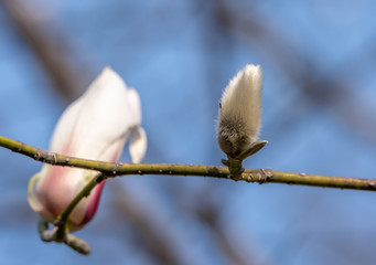 Magnolia Flowers. Magnolia is a genus of flowering plants of the Magnolia family, containing about...