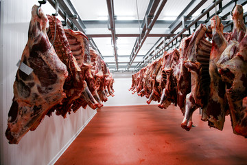 Half cow chunks fresh hung and arranged in a row in a large fridge, in the fridge meat industry....