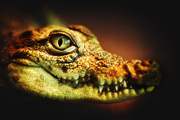 Eye of a crocodile