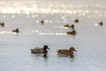 Male and female on the water of the river in early spring. Mallard during migration.