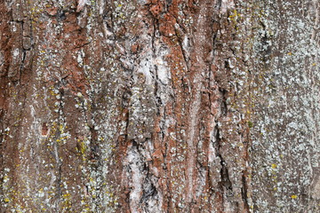 bark of tree