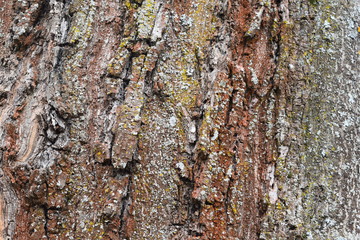 bark of a tree