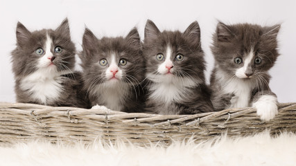 Norwegische Waldkatze Kitten