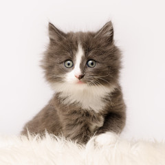 Norwegische Waldkatze Kitten