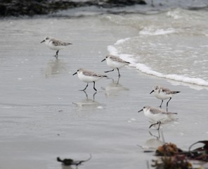 bécasseau sanderling, calidris alba