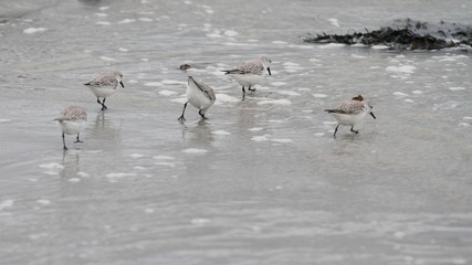 bécasseau sanderling, calidris alba