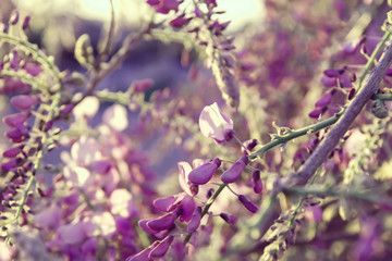 Detail of wisteria plant flowering