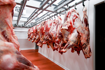 Half cow chunks fresh hung and arranged in a row in a large fridge in the fridge meat industry....