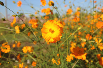 Cosmos flowers blooming in the garden