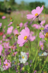 Fototapeta premium Cosmos flowers blooming in the garden