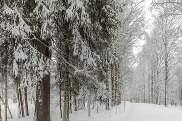 winter park 