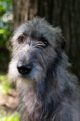 Vertical closeup of beautiful grey Irish Wolfhound sitting in garden looking up with friendly expression