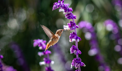Hummingbird