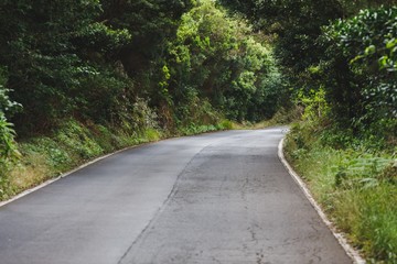 Obraz premium forest road in Anaga rural park, Tenerife