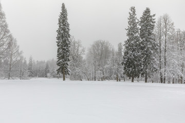 Obraz na płótnie Canvas winter park 