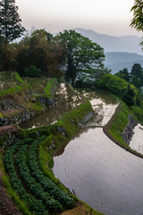 カーブした棚田が光る光景