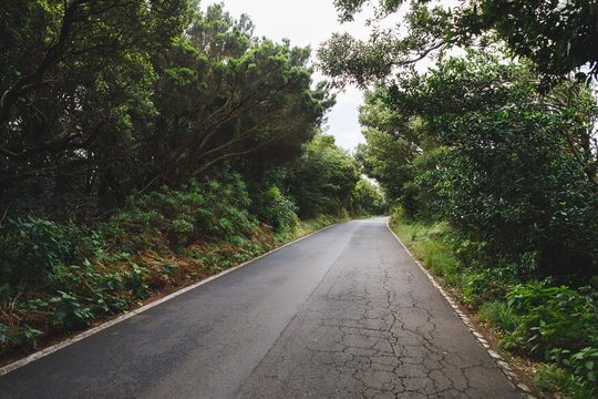 forest road in Anaga rural park, Tenerife